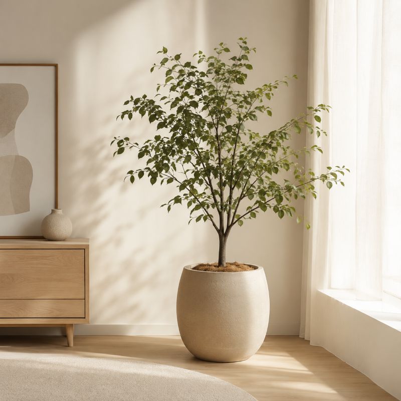 Cây xanh decor TinHome